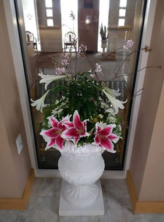 Oriental Lily Pink Plum Deflexus Easter Lily Mum